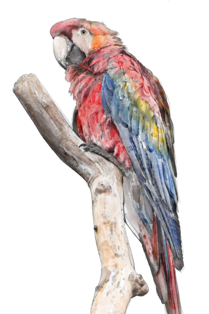 malowanie akwarelą ptaki papuga ara